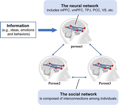 neural and social networks|Neuroscience: Social networks in the brain .